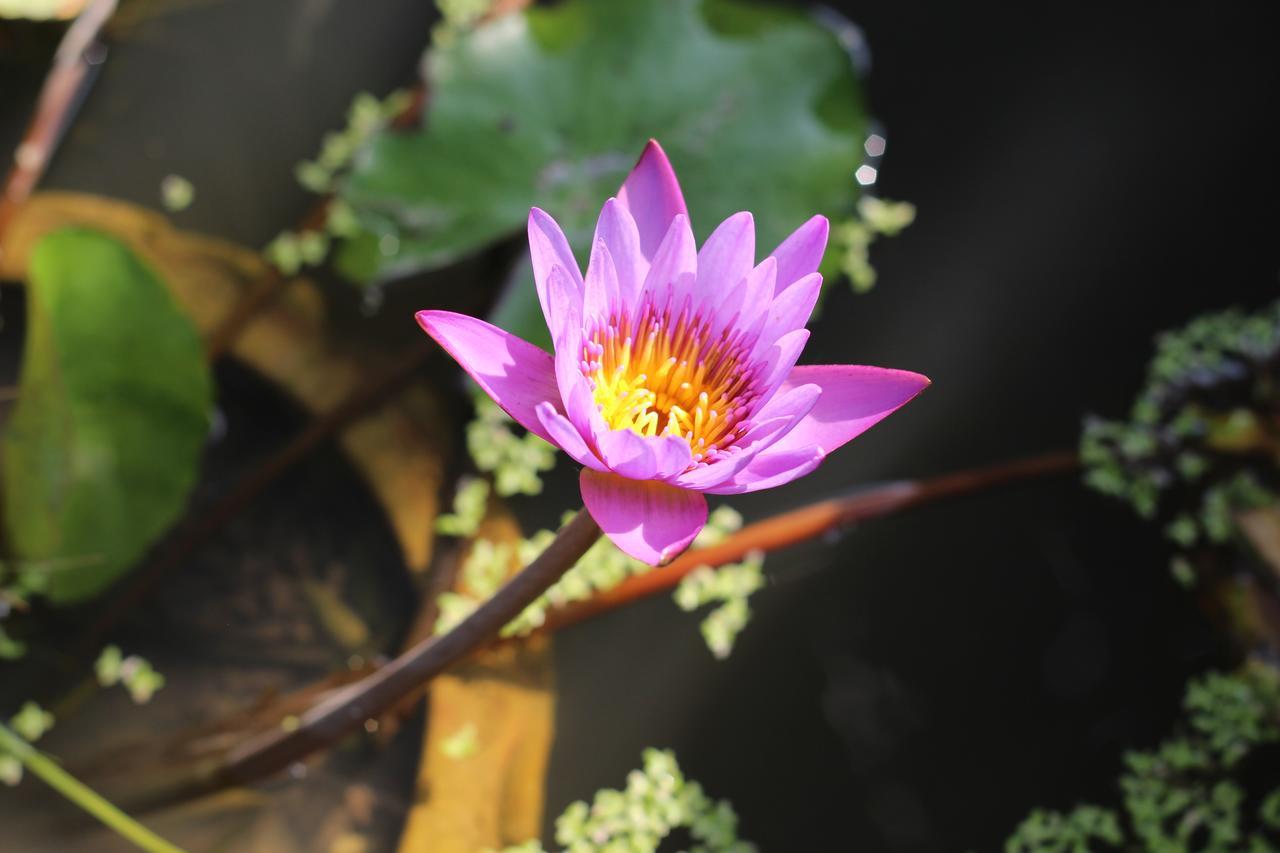Smilingface Guesthouse Sukhothai Dış mekan fotoğraf